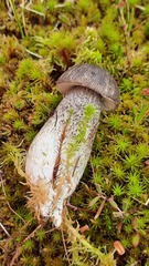 Leccinum variicolor