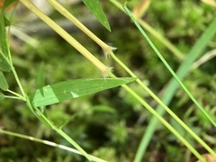 Dichanthelium microcarpon