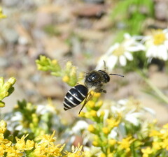 Colletes simulans armatus