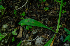 Hymenocallis littoralis