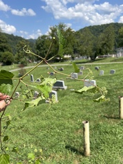 Ampelopsis glandulosa