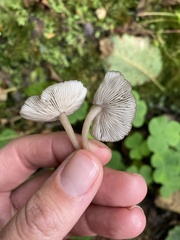 Hydropus marginellus