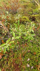 Salix phylicifolia