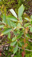 Salix phylicifolia