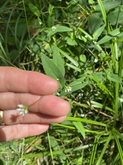 Persicaria sagittata