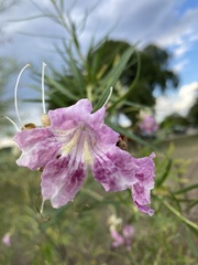 Chilopsis linearis