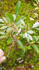 Salix phylicifolia