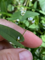 Persicaria sagittata