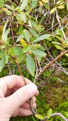 Salix phylicifolia