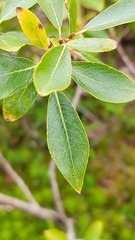 Salix phylicifolia