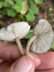 Hydropus marginellus