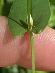 Persicaria sagittata