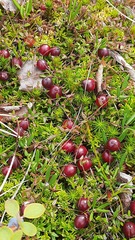 Vaccinium microcarpum