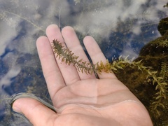 Elodea canadensis