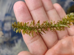 Elodea canadensis