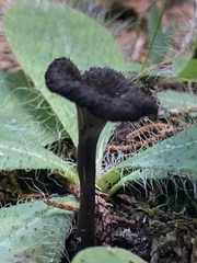 Craterellus