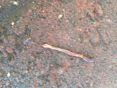 Oligochaeta