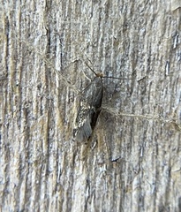 Oinophila v-flava