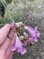 Chilopsis linearis