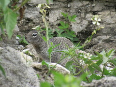 Otospermophilus variegatus