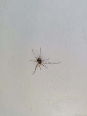 Oligolophinae