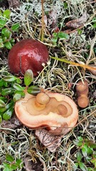 Suillus clintonianus