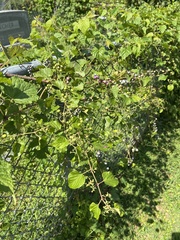 Ampelopsis cordata