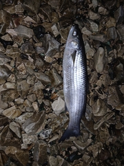 Mugilidae