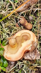 Suillus clintonianus