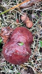 Suillus clintonianus