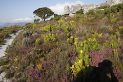 Leucadendron laureolum