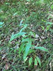 Dichanthelium latifolium