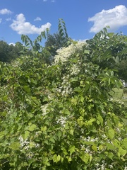 Sambucus canadensis