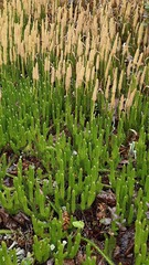 Lycopodium lagopus