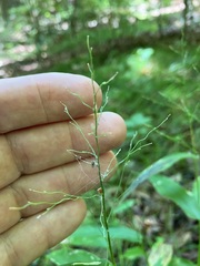 Dichanthelium latifolium