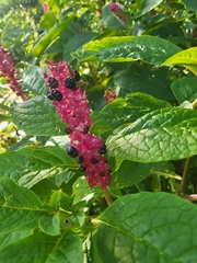 Phytolacca acinosa