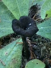Craterellus