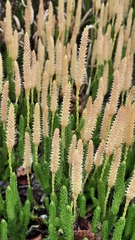 Lycopodium lagopus