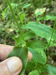 Dichanthelium latifolium