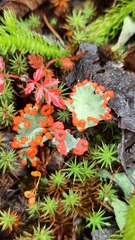 Cladonia pleurota