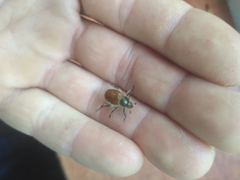 Chaetopteroplia segetum