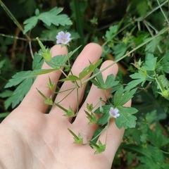 Geranium sibiricum