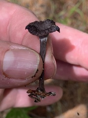 Craterellus