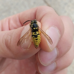 Vespula atropilosa