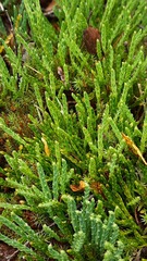 Diphasiastrum complanatum