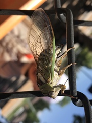 Megatibicen dealbatus