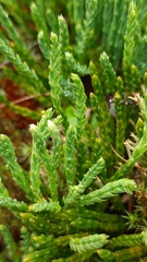 Diphasiastrum complanatum