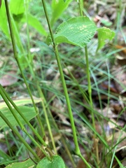 Dichanthelium latifolium
