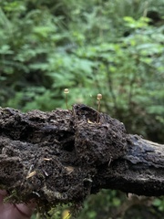 Mycena picta