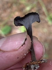 Craterellus